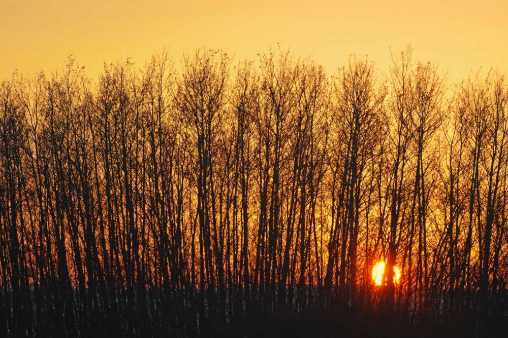 Canada, Melfort Aspen trees at sunset art print by Mike Grandmaison for $57.95 CAD